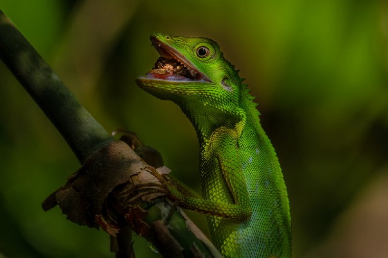 024 Sandakan, rainforest discovery centre.jpg